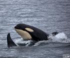 Orca - φάλαινα δολοφόνων